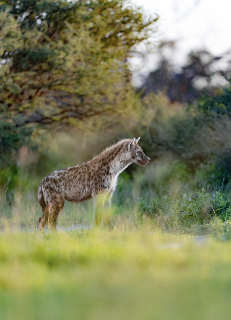 hyena the misunderstood scavenger